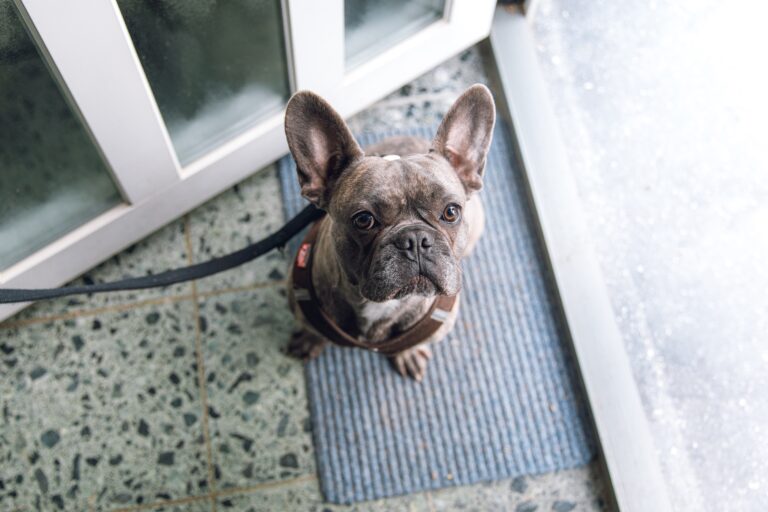 A French bulldog sitting on a business' door mat. At Stamford Uniform & Rental, we rent generic mats or can create custom mats for your business.