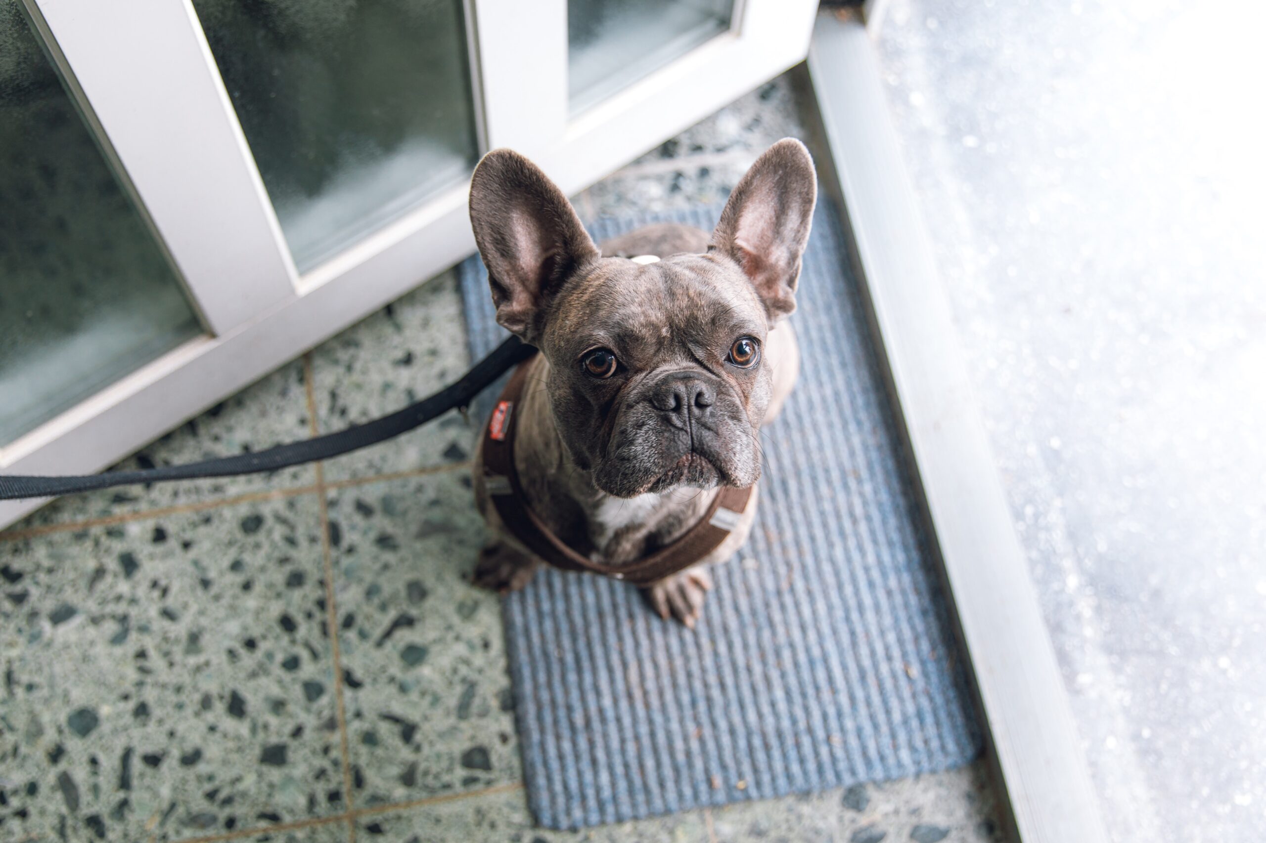 A French bulldog sitting on a business' door mat. At Stamford Uniform & Rental, we rent generic mats or can create custom mats for your business.